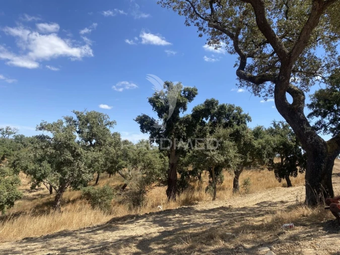 Quinta T3 para Venda em Abela Foto 25