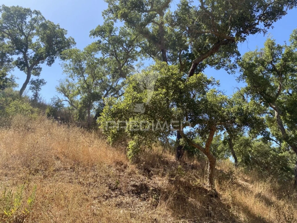 Quinta T3 para Venda em Abela Foto 22