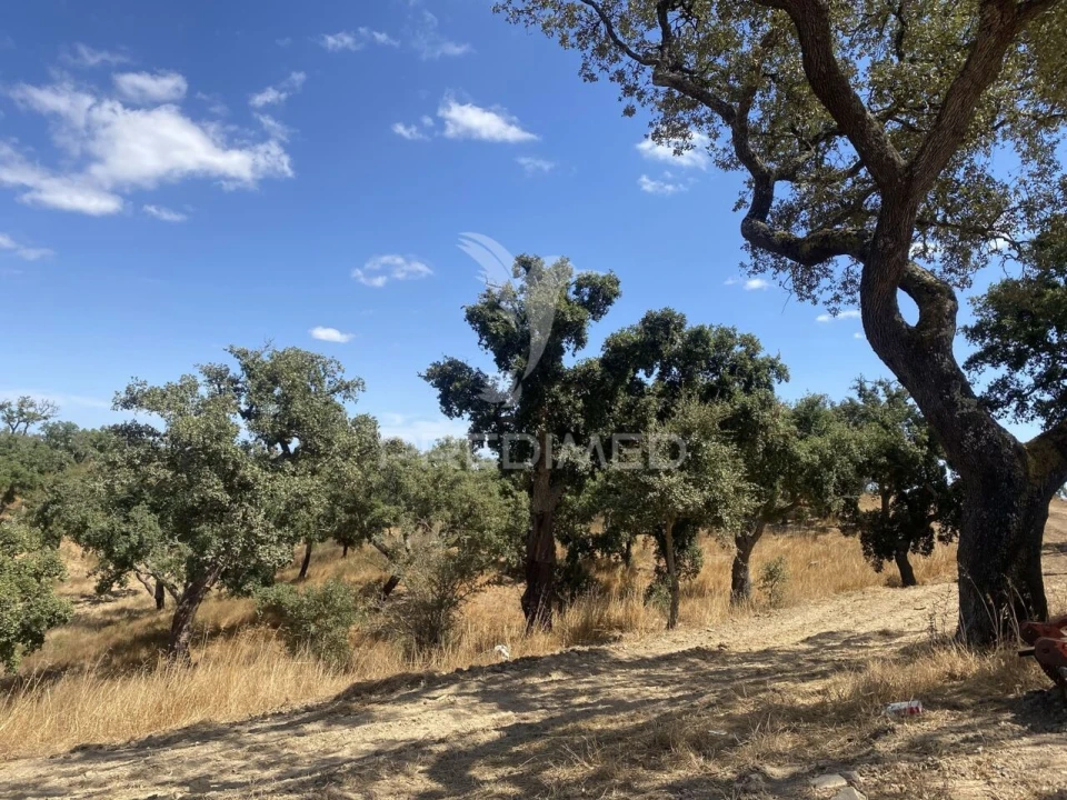 Quinta T3 para Venda em Abela Foto 25