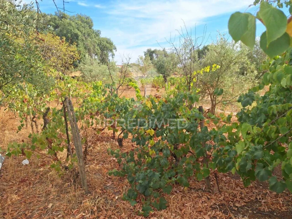 Quinta T3 para Venda em Urra Foto 16