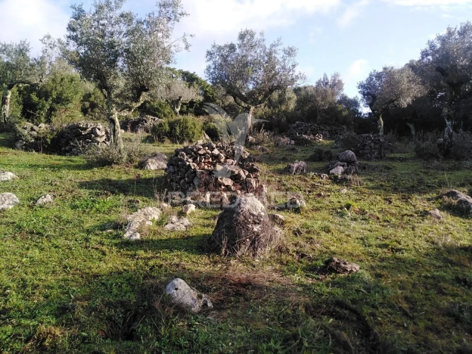 Terreno para Venda em Serra de Santo Antonio Foto 15
