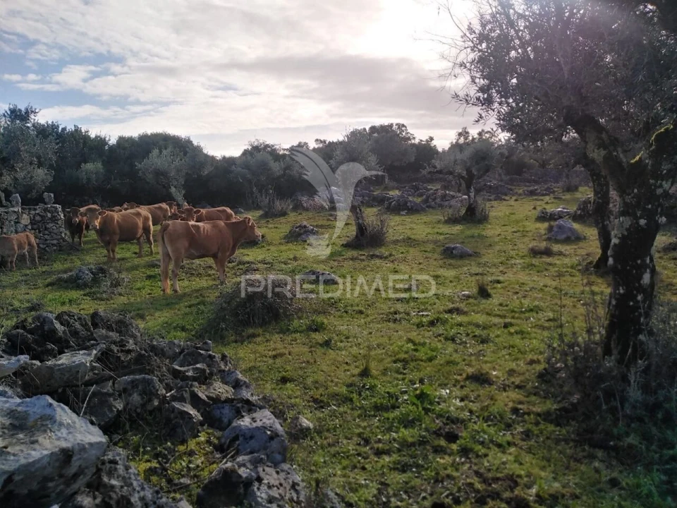 Terreno para Venda em Serra de Santo Antonio Foto 8