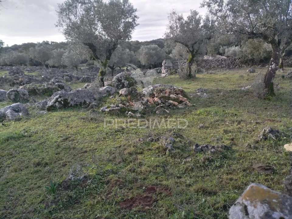 Terreno para Venda em Serra de Santo Antonio Foto 11