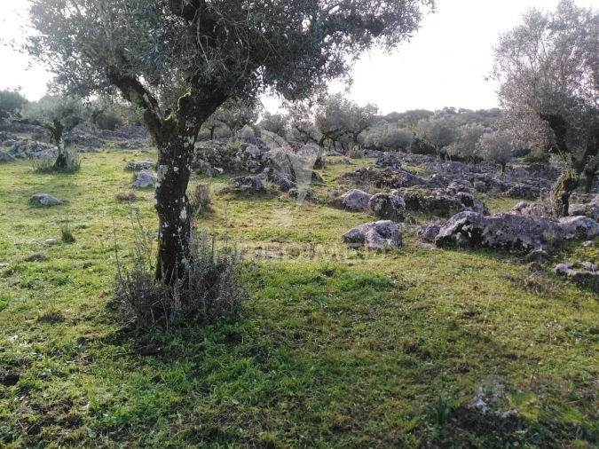 Terreno para Venda em Serra de Santo Antonio Foto 5