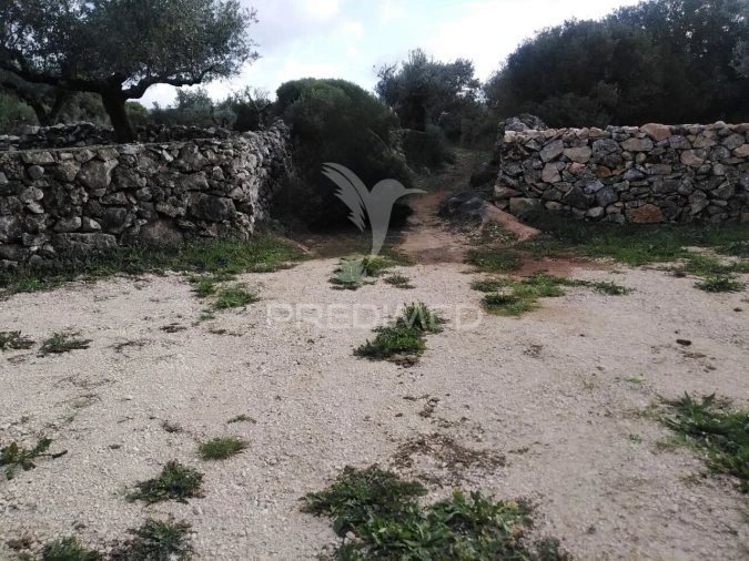 Terreno para Venda em Serra de Santo Antonio Foto 6