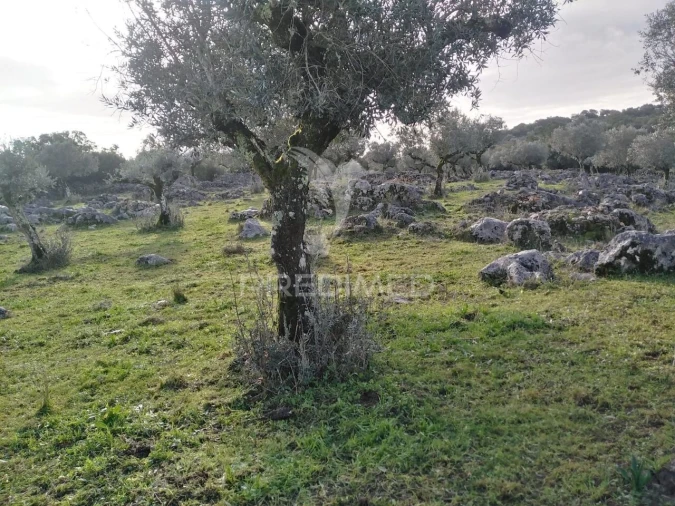 Terreno para Venda em Serra de Santo Antonio Foto 7