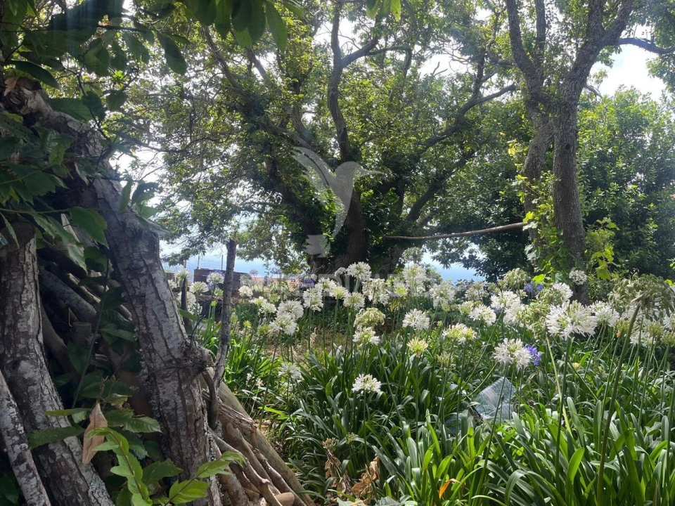 Quinta T9 para Venda em Ponta do Pargo Foto 7