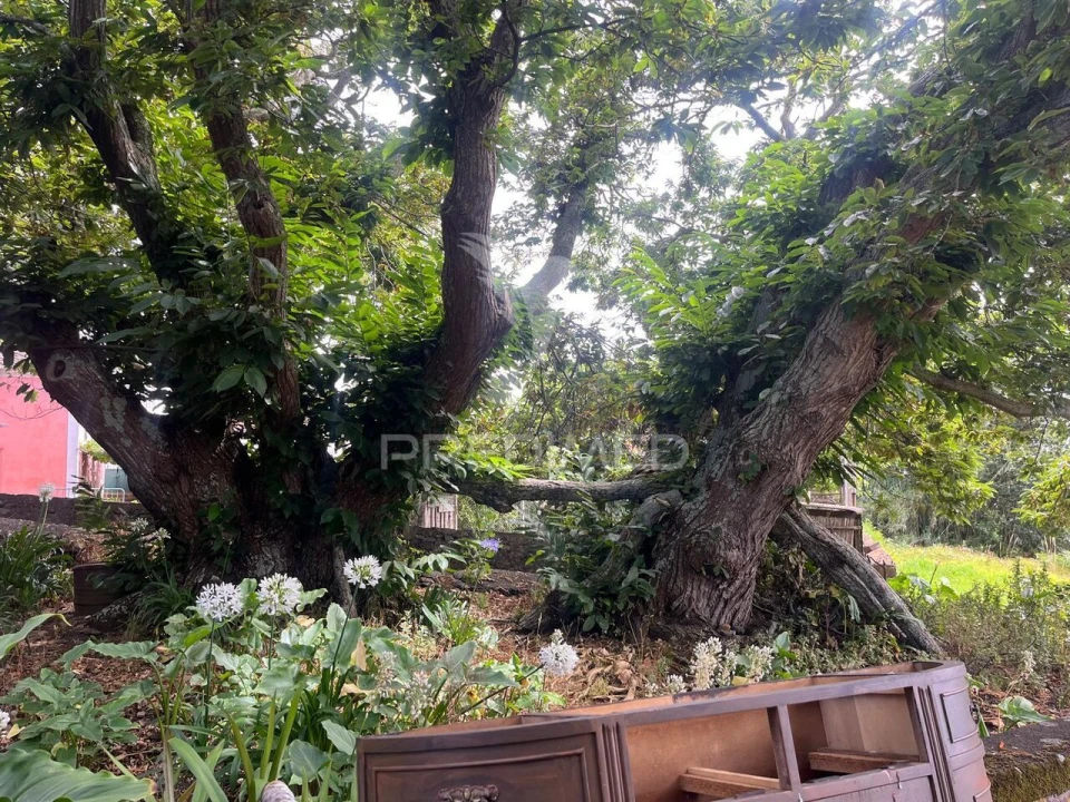 Quinta T9 para Venda em Ponta do Pargo Foto 10