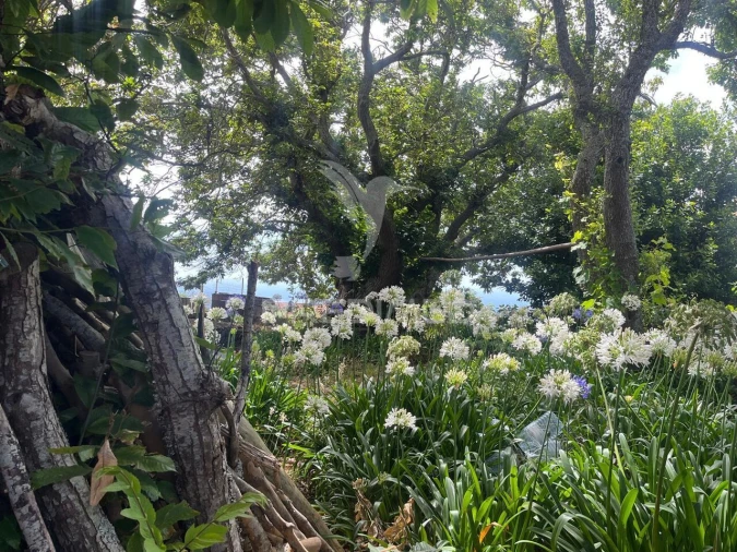 Quinta T9 para Venda em Ponta do Pargo Foto 7