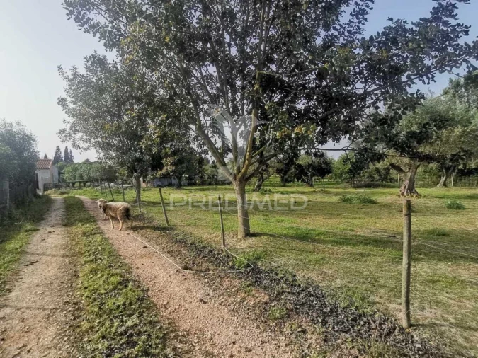 Moradia T4 para Venda em Paialvo Foto 9