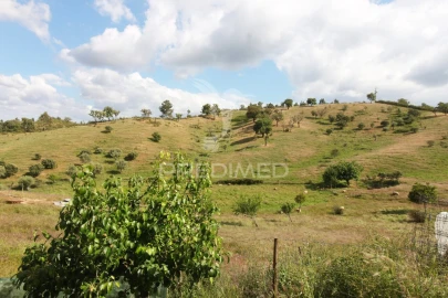 Quinta T4 para Venda em São Martinho das Amoreiras