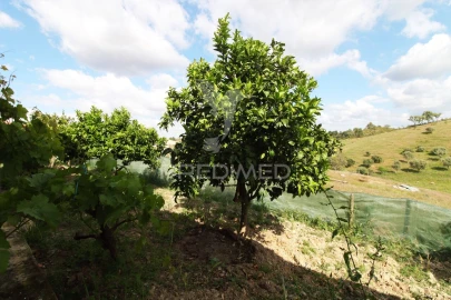 Quinta T4 para Venda em São Martinho das Amoreiras