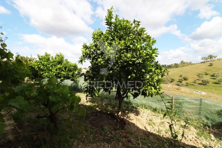 Quinta T4 para Venda em São Martinho das Amoreiras Foto 29
