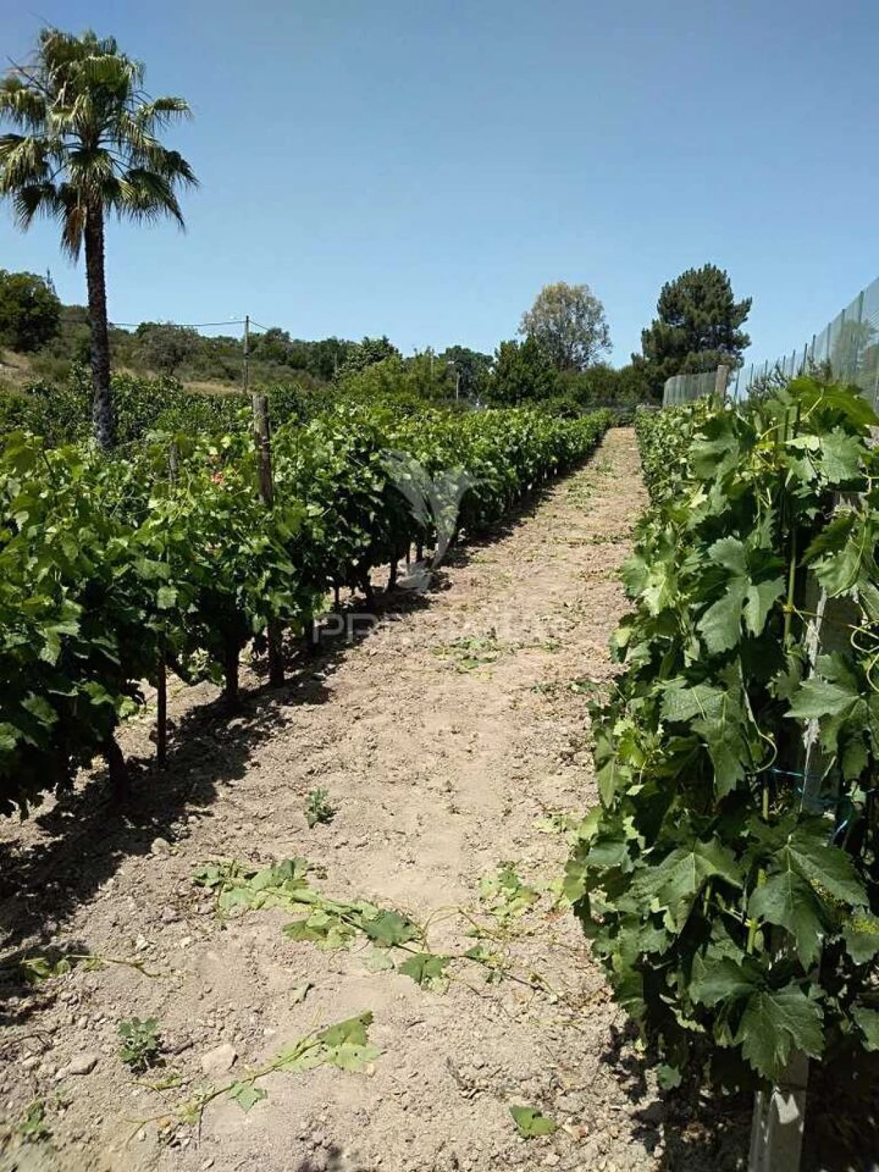Quinta T2 para Venda em Alagoa Foto 23