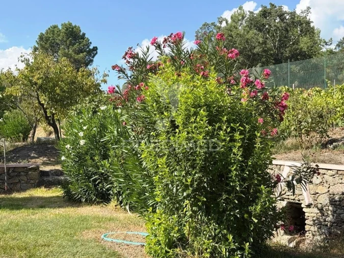 Quinta T2 para Venda em Alagoa Foto 28