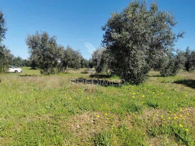Terreno para Venda em Vila Nova da Barquinha Foto 5