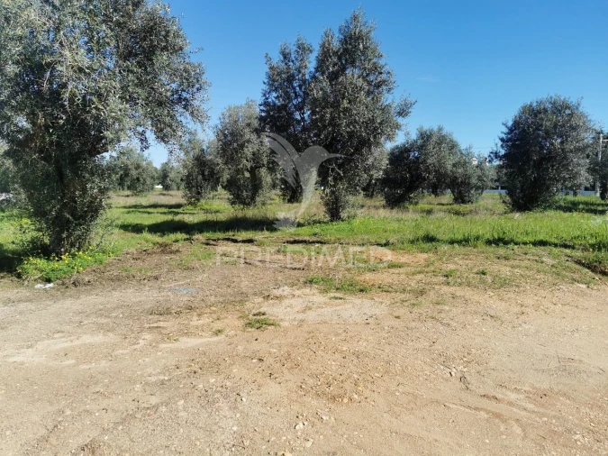 Terreno para Venda em Vila Nova da Barquinha Foto 3