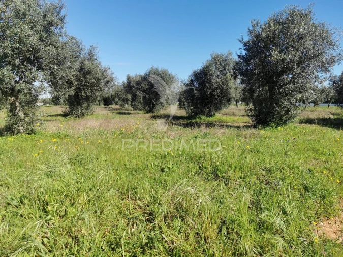 Terreno para Venda em Vila Nova da Barquinha Foto 4