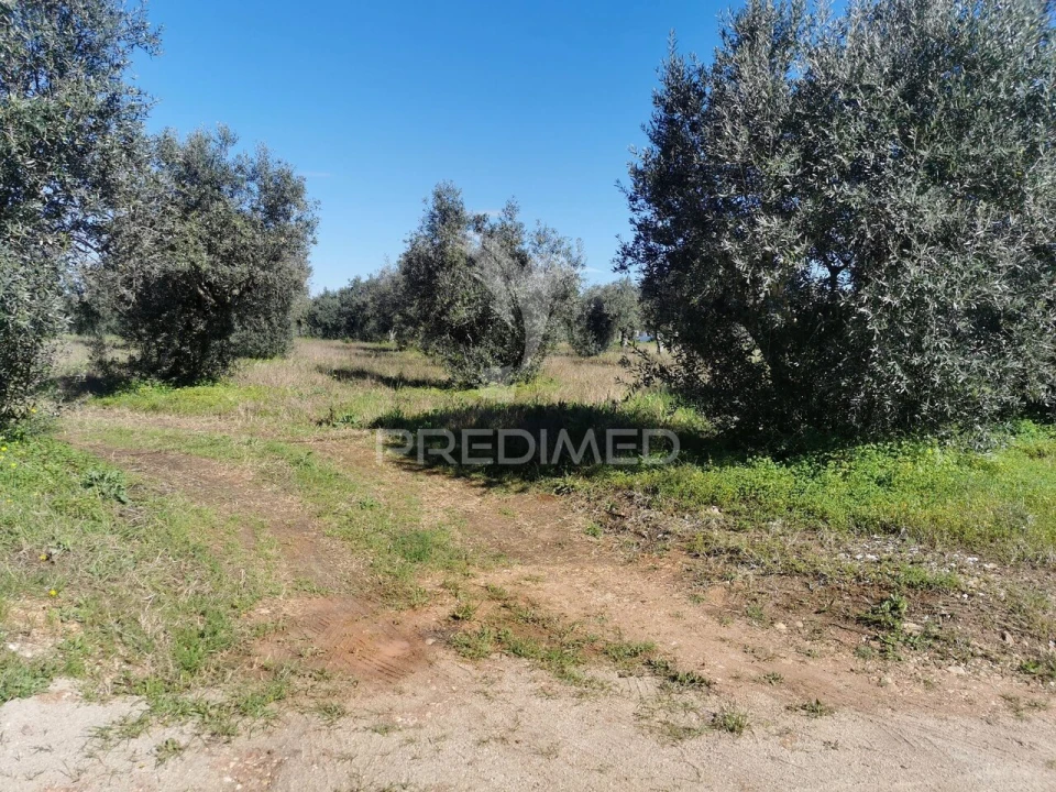 Terreno para Venda em Vila Nova da Barquinha Foto 1