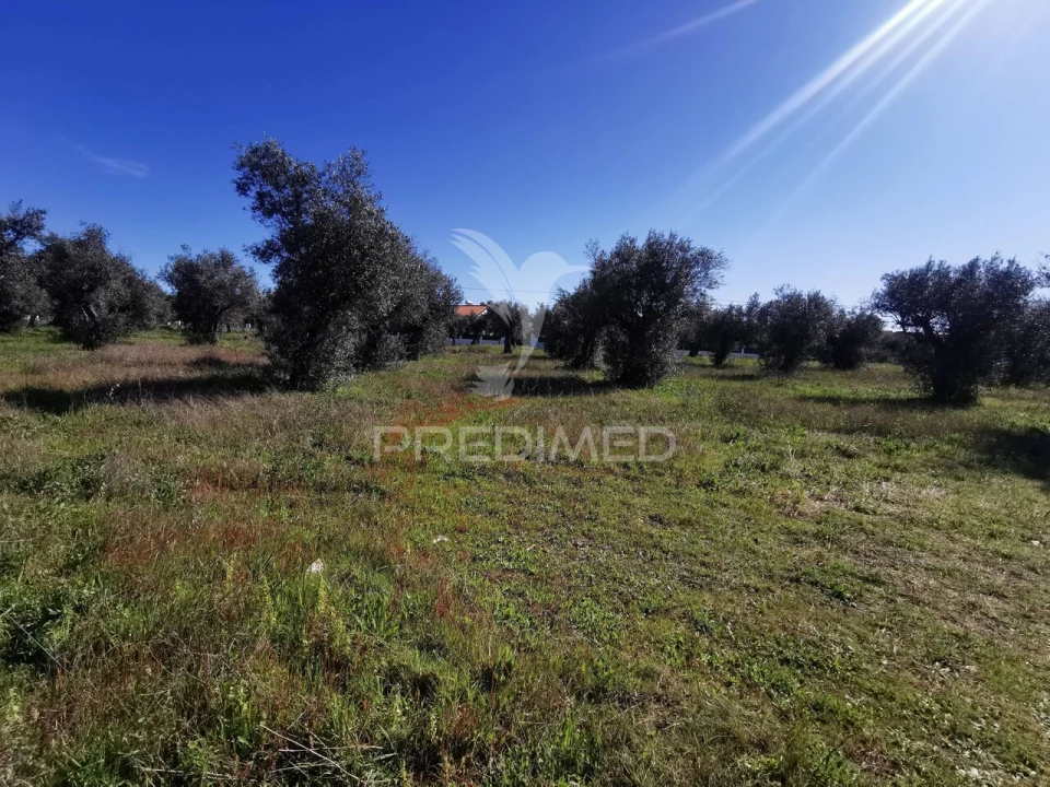 Terreno para Venda em Vila Nova da Barquinha Foto 8