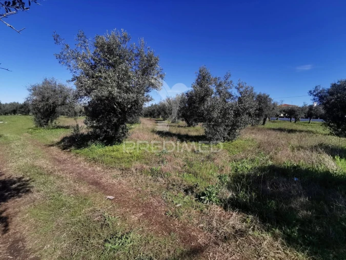 Terreno para Venda em Vila Nova da Barquinha Foto 6