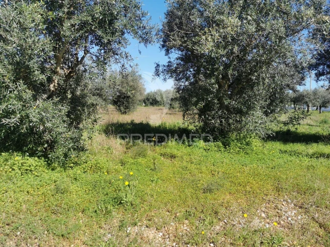 Terreno para Venda em Vila Nova da Barquinha Foto 3