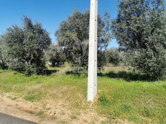 Terreno para Venda em Vila Nova da Barquinha Foto 4