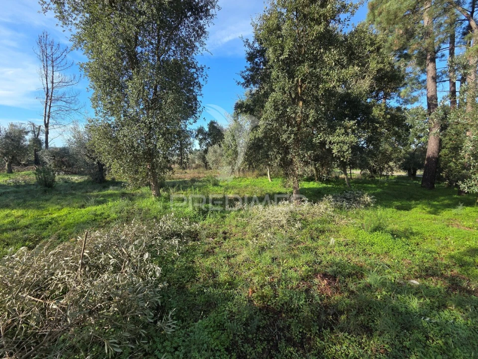 Terreno para Venda em Praia do Ribatejo Foto 14