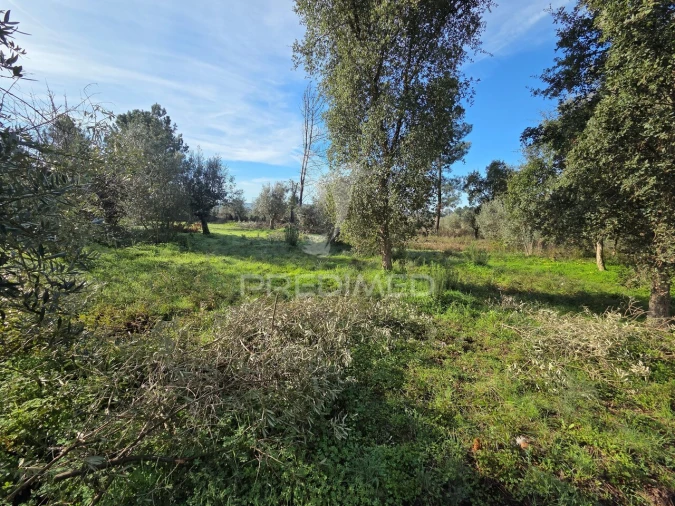 Terreno para Venda em Praia do Ribatejo Foto 8