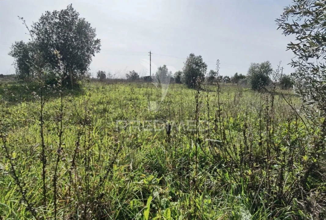 Terreno para Venda em Romeira e Várzea Foto 21