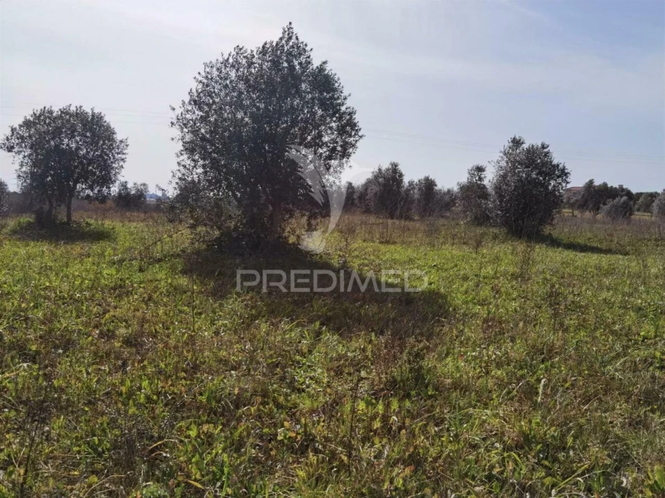 Terreno para Venda em Romeira e Várzea Foto 4