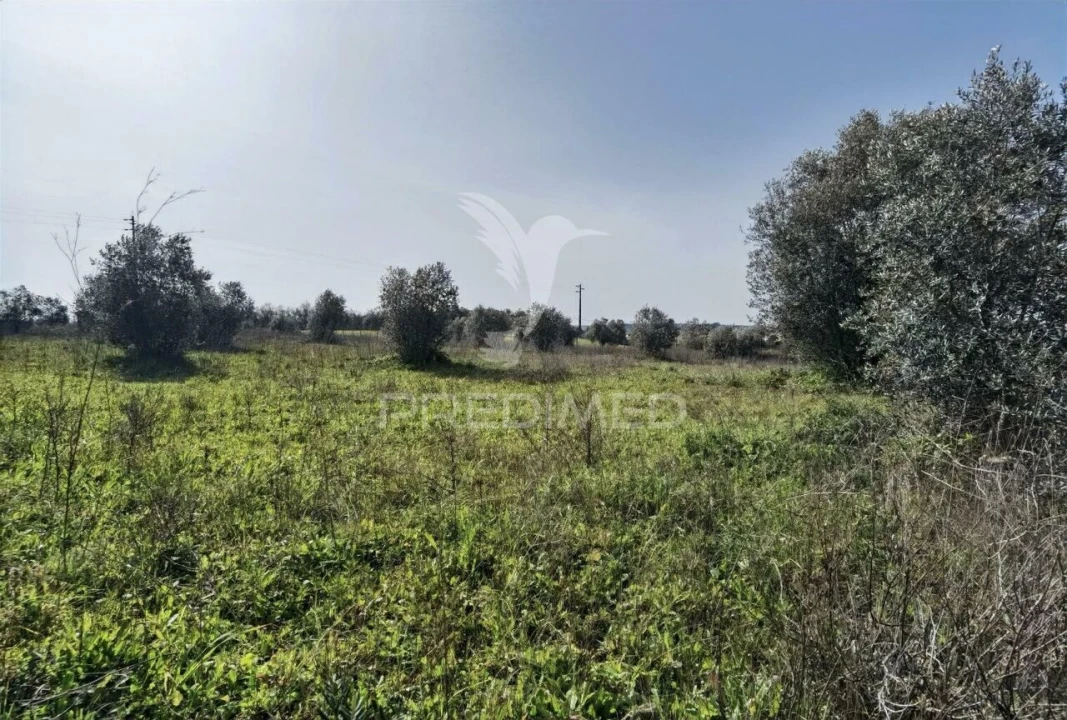 Terreno para Venda em Romeira e Várzea Foto 20