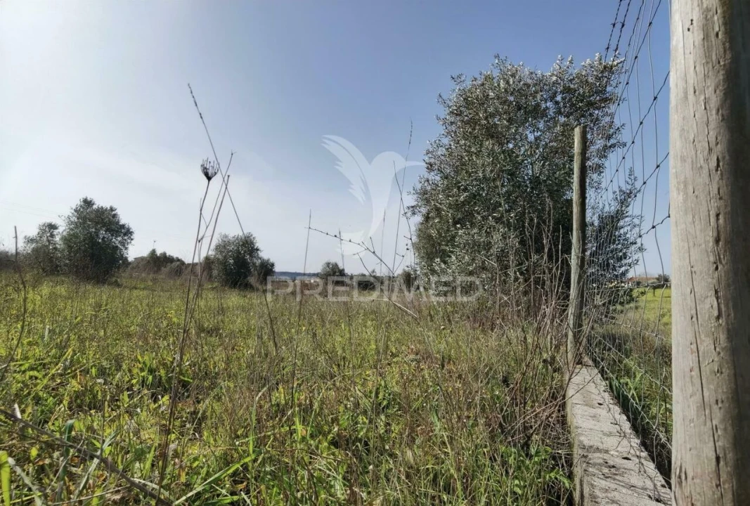 Terreno para Venda em Romeira e Várzea Foto 8