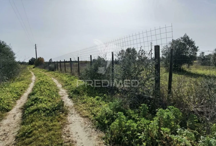 Terreno para Venda em Romeira e Várzea Foto 6