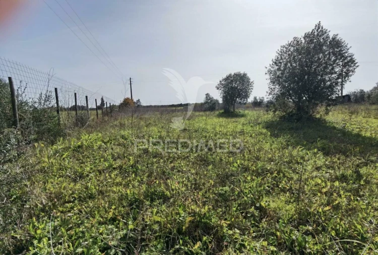 Terreno para Venda em Romeira e Várzea Foto 16