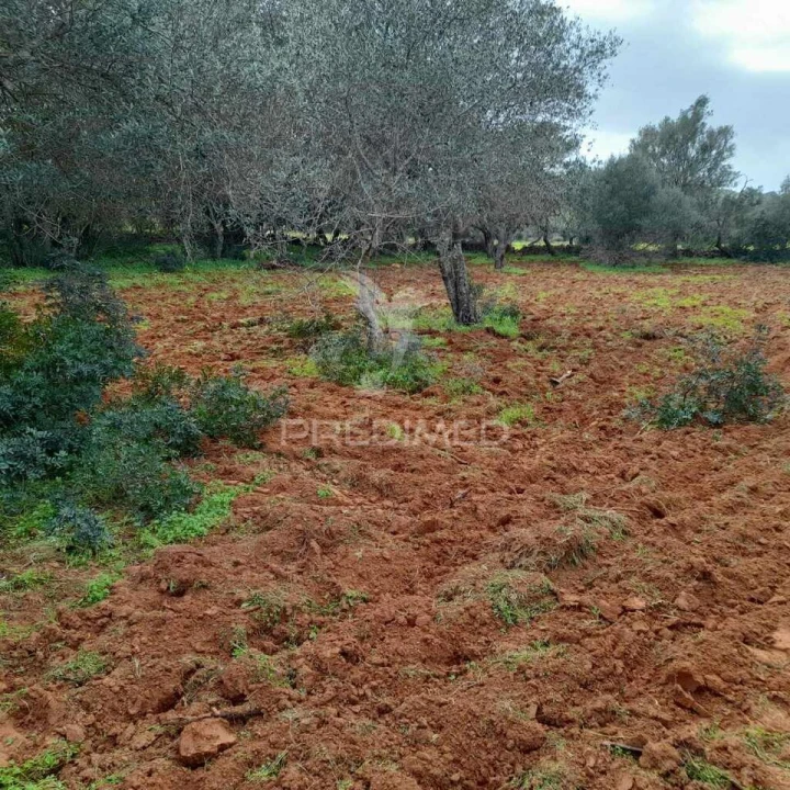 Terreno para Venda em Quelfes Foto 5