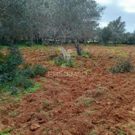 Terreno para Venda em Quelfes