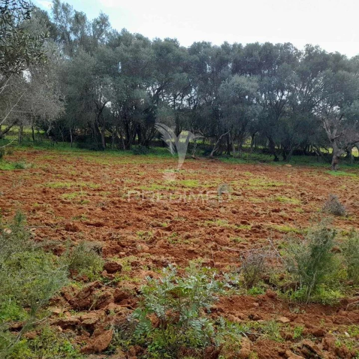 Terreno para Venda em Quelfes Foto 6