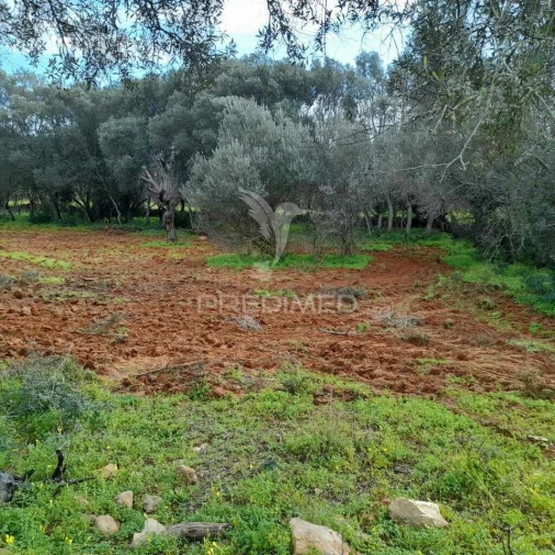 Terreno para Venda em Quelfes Foto 3