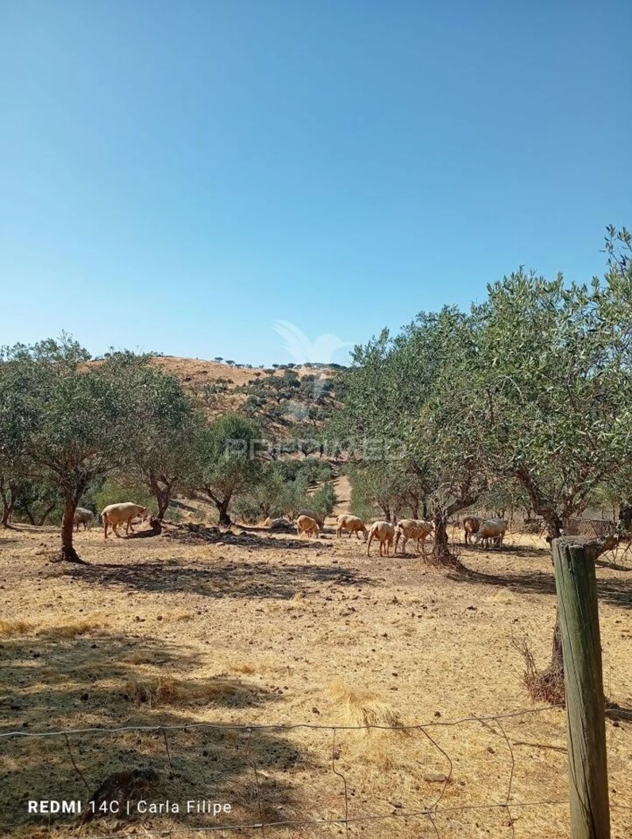 Terreno para Venda em Ciladas Foto 3