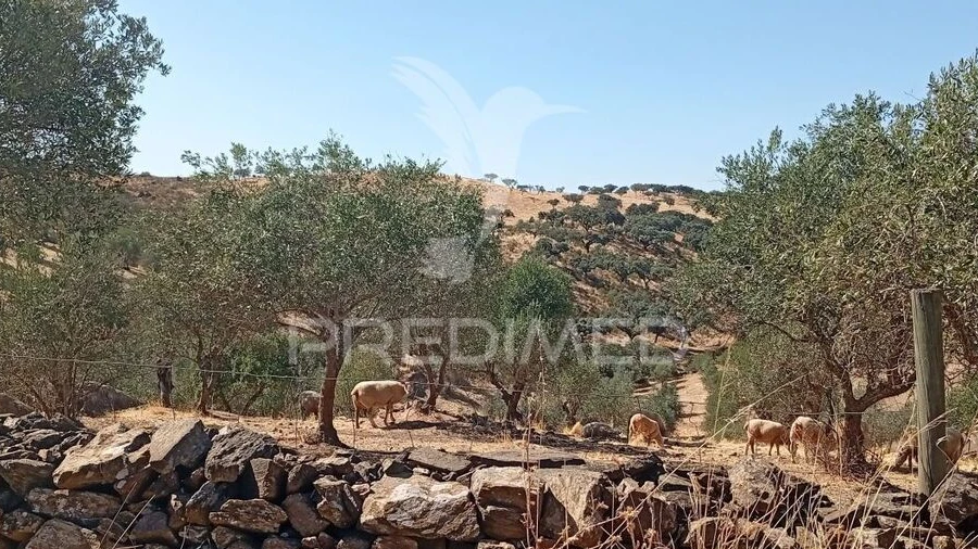 Terreno para Venda em Ciladas