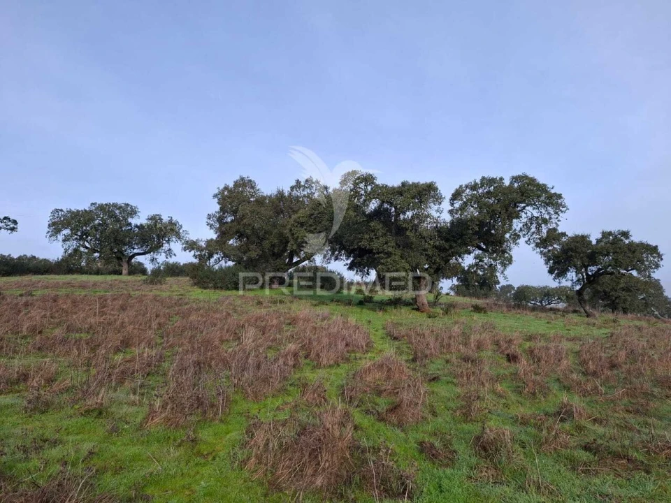 Terreno para Venda em Nossa Senhora da Conceição, São Brás dos Matos, Juromenha Foto 7