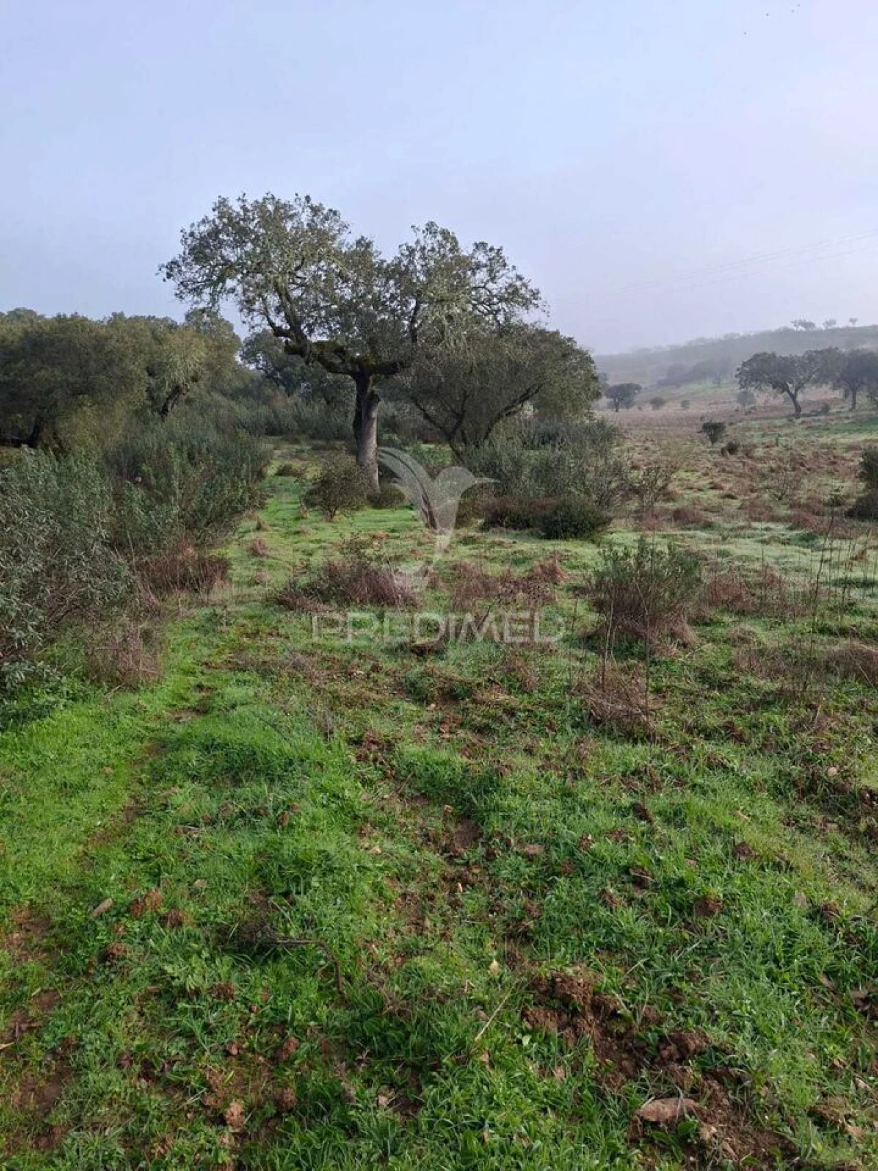 Terreno para Venda em Nossa Senhora da Conceição, São Brás dos Matos, Juromenha Foto 19