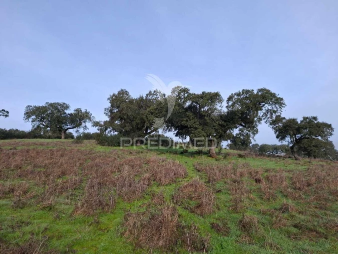 Terreno para Venda em Nossa Senhora da Conceição, São Brás dos Matos, Juromenha Foto 7