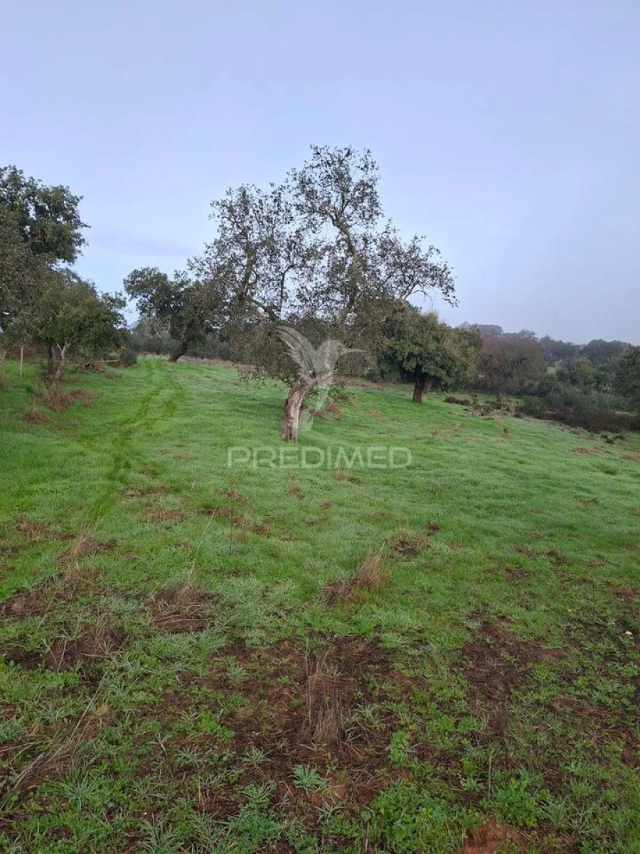 Terreno para Venda em Nossa Senhora da Conceição, São Brás dos Matos, Juromenha Foto 14
