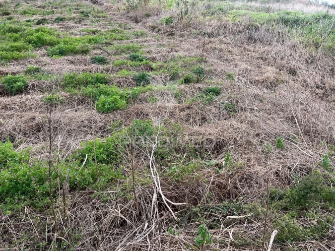 Terreno para Venda em Ponta do Pargo Foto 7