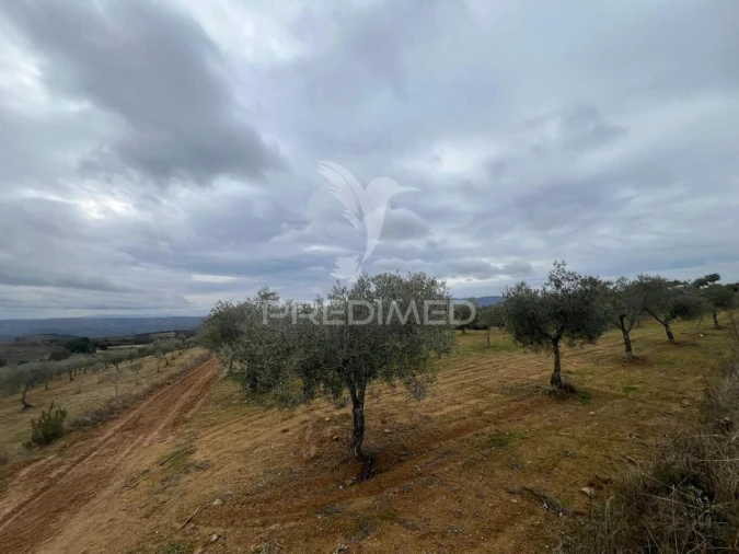 Terreno para Venda em Morais Foto 11