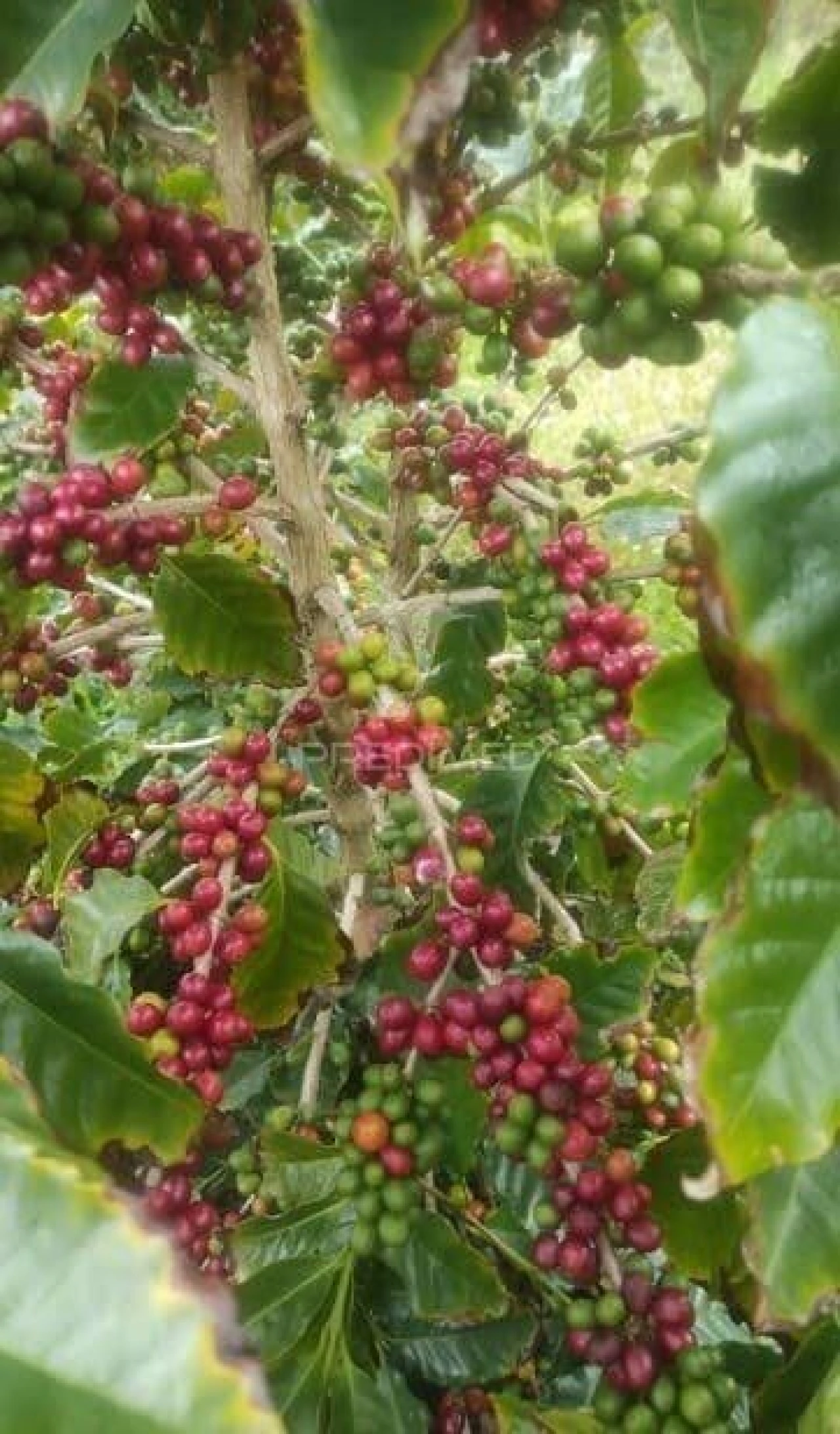 Terreno para Venda em Urzelina (São Mateus) Foto 9