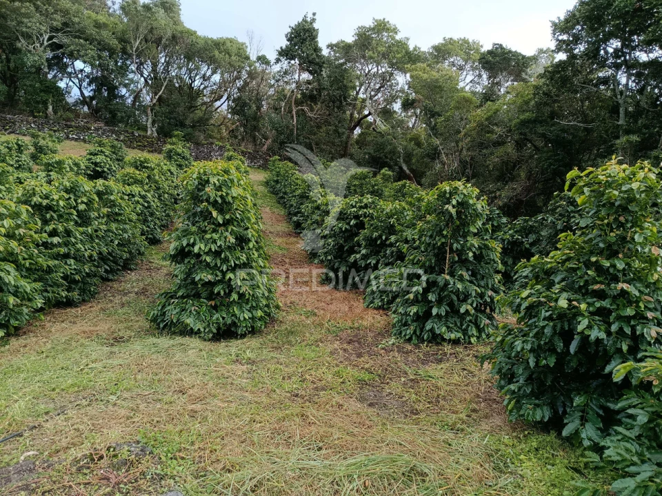Terreno para Venda em Urzelina (São Mateus) Foto 4