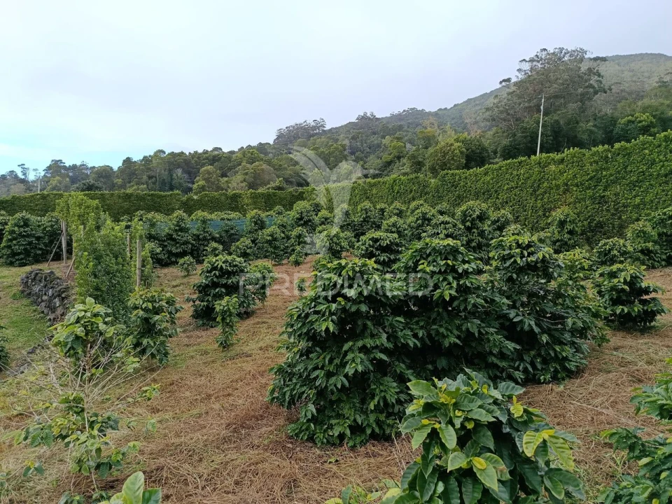 Terreno para Venda em Urzelina (São Mateus) Foto 5